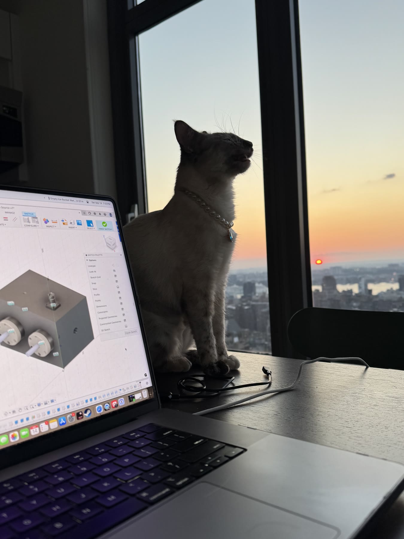 Cat beside a laptop displaying a CAD model at sunset